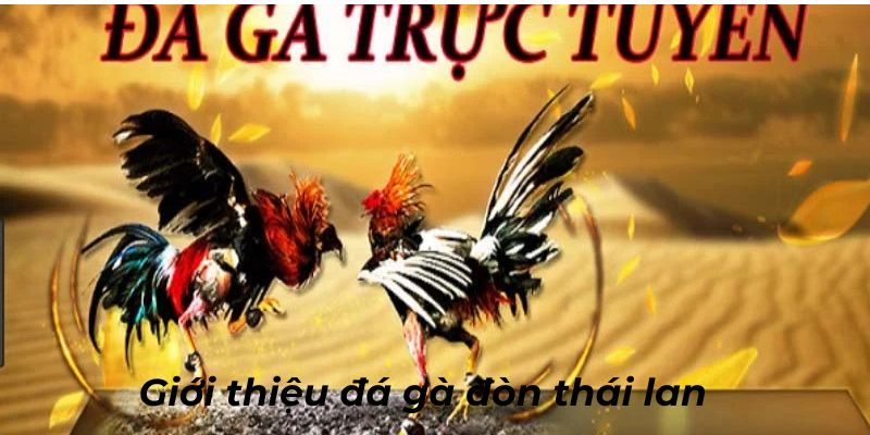 Giới thiệu về bộ môn gà đòn thái lan