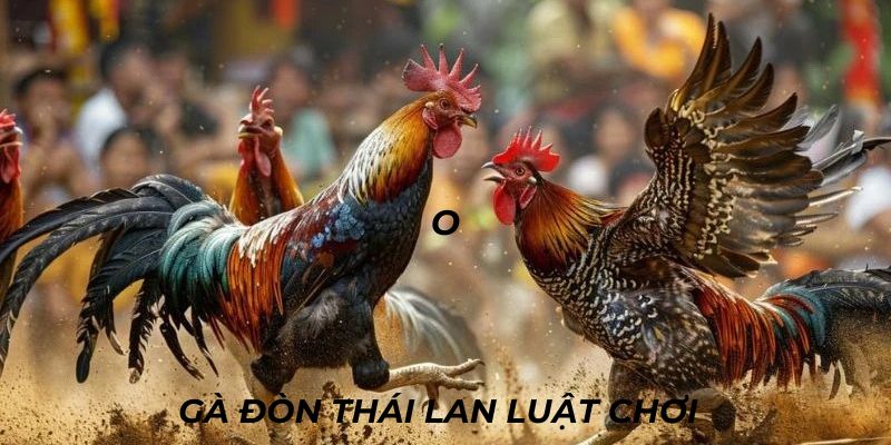 Hướng dẫn luật chơi cơ bản cho bộ môn đá gà đòn Thái Lan