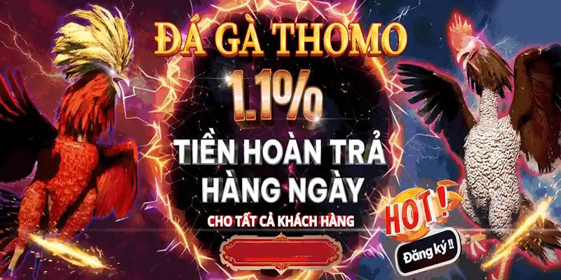 Nhận ưu đãi hoàn trả 1,1% mỗi ngày khi chơi đá gà tại SV388