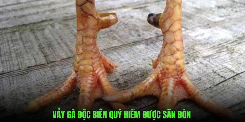 Vảy gà độc biên được săn đón nhất hiện nay