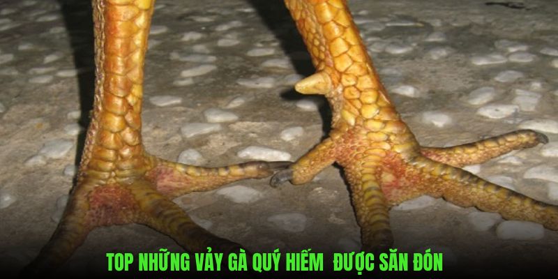 Top những vảy gà quý hiếm được chuyên gia săn đón