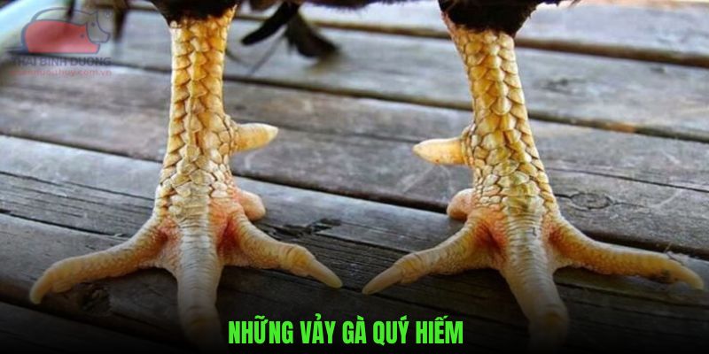 những vảy gà quý hiếm